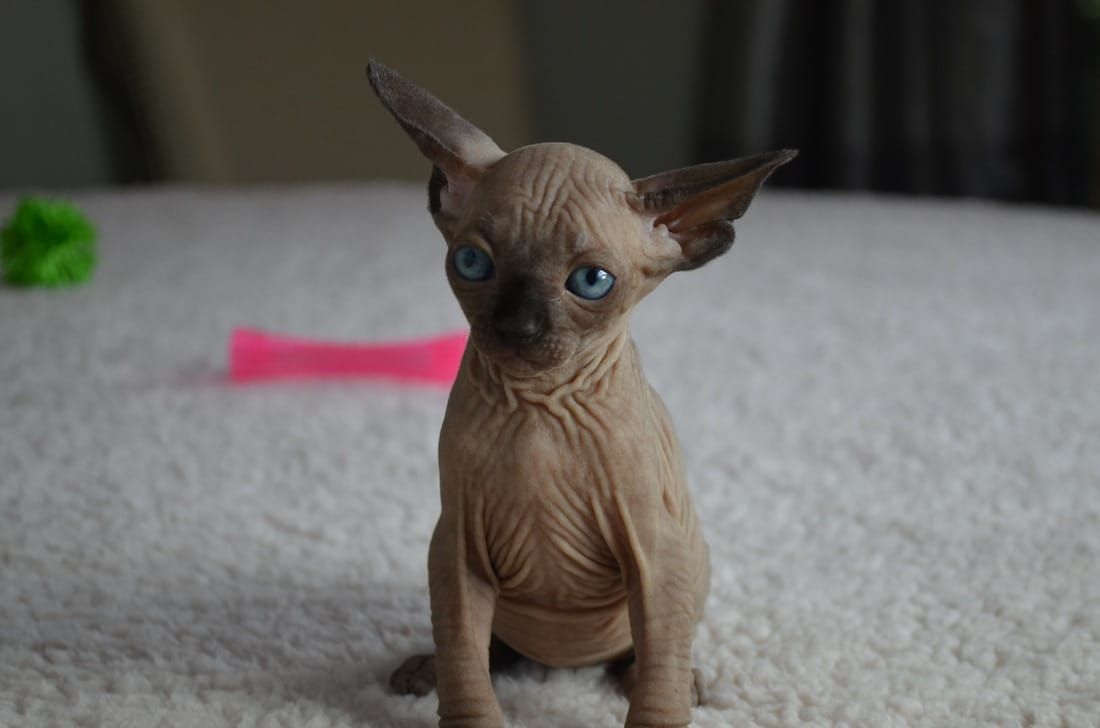 dobby cats for sale near me
