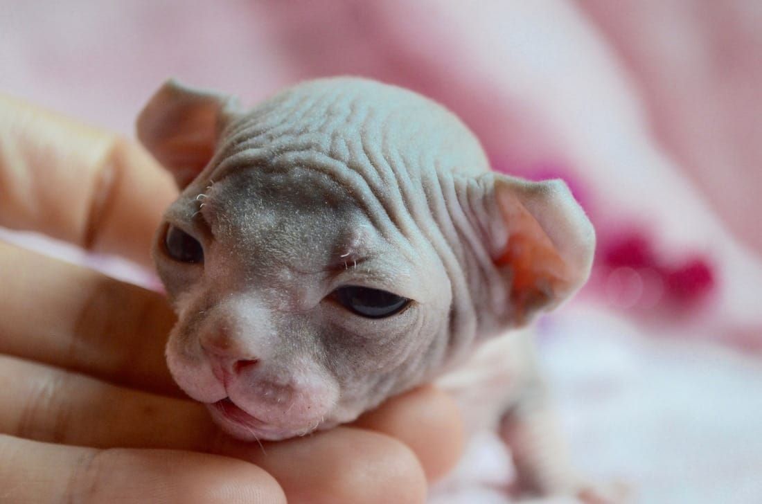 25 HQ Photos How Much Does A Hairless Cat Cost / Sphynx And Devon Rex Coats Veterinary Genetics Laboratory